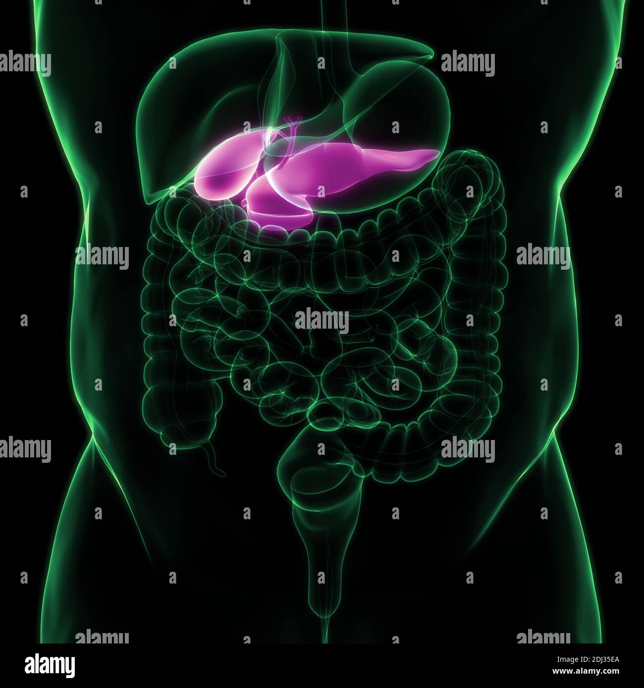 Organes internes humains pancréas avec vésicule biliaire Anatomie Banque D'Images