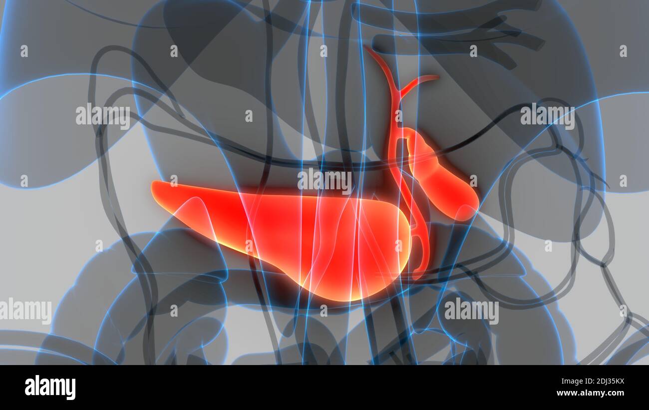 Organes internes humains pancréas avec vésicule biliaire Anatomie Banque D'Images