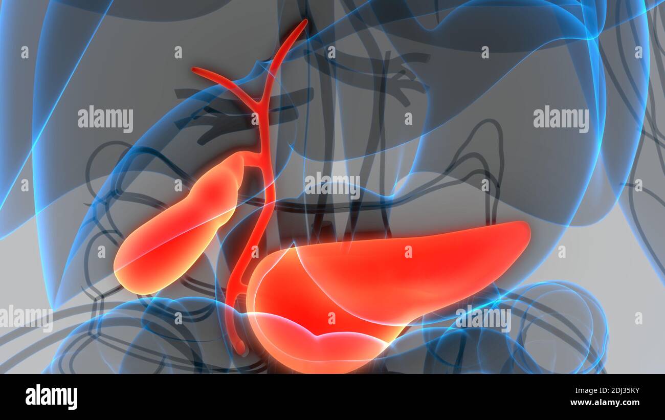 Organes internes humains pancréas avec vésicule biliaire Anatomie Banque D'Images