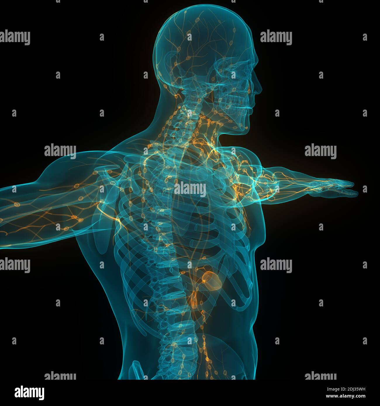 Système interne humain ganglions lymphatiques Anatomie Banque D'Images