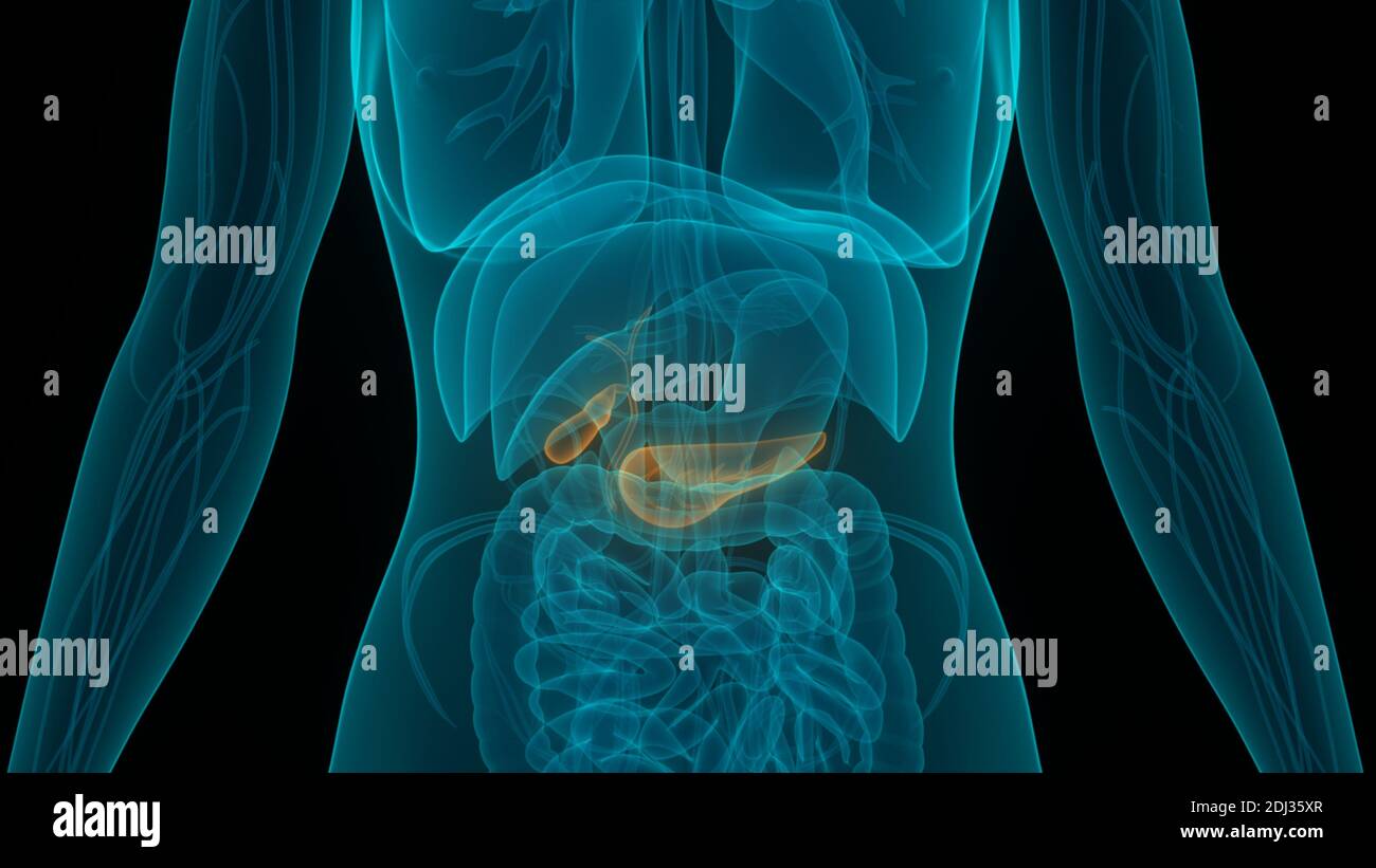 Organes internes humains pancréas avec vésicule biliaire Anatomie Banque D'Images