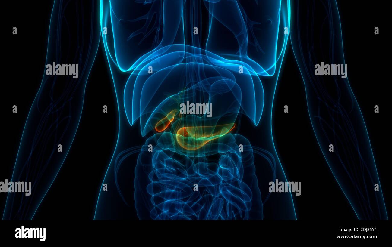 Organes internes humains pancréas avec vésicule biliaire Anatomie Banque D'Images