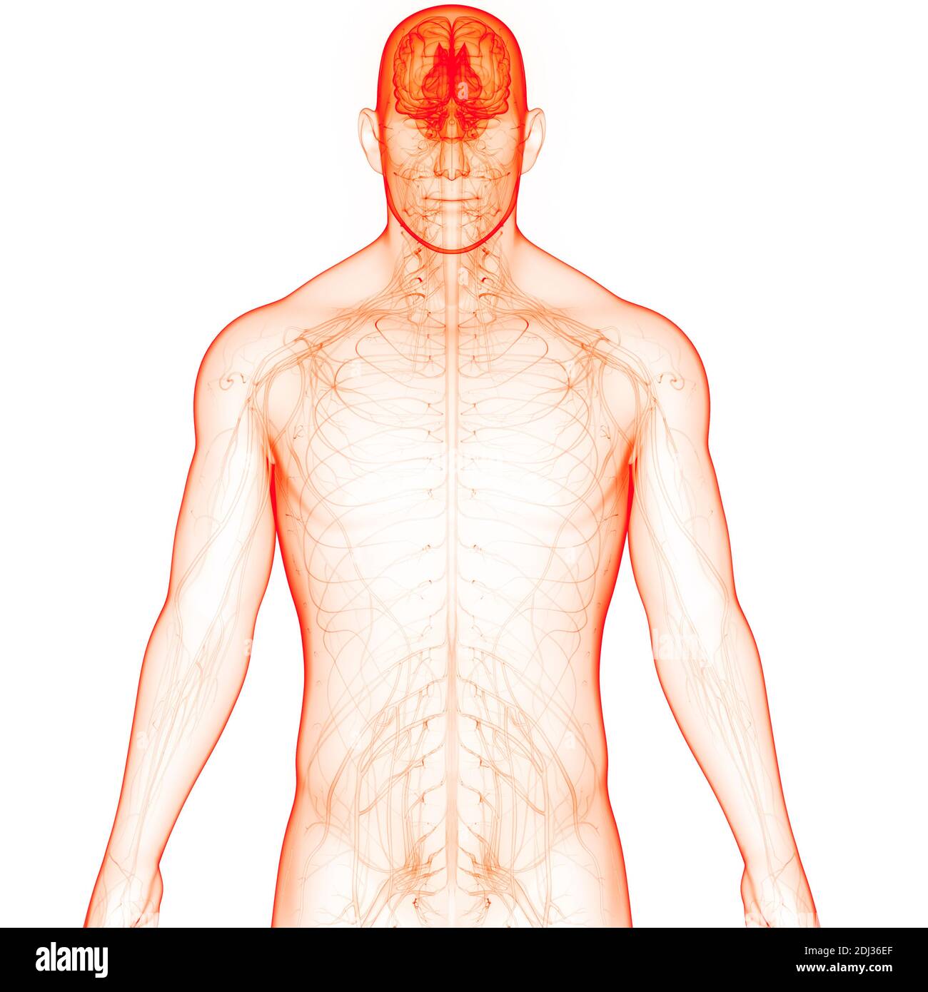 Organe central du système nerveux humain anatomie du cerveau Banque D'Images