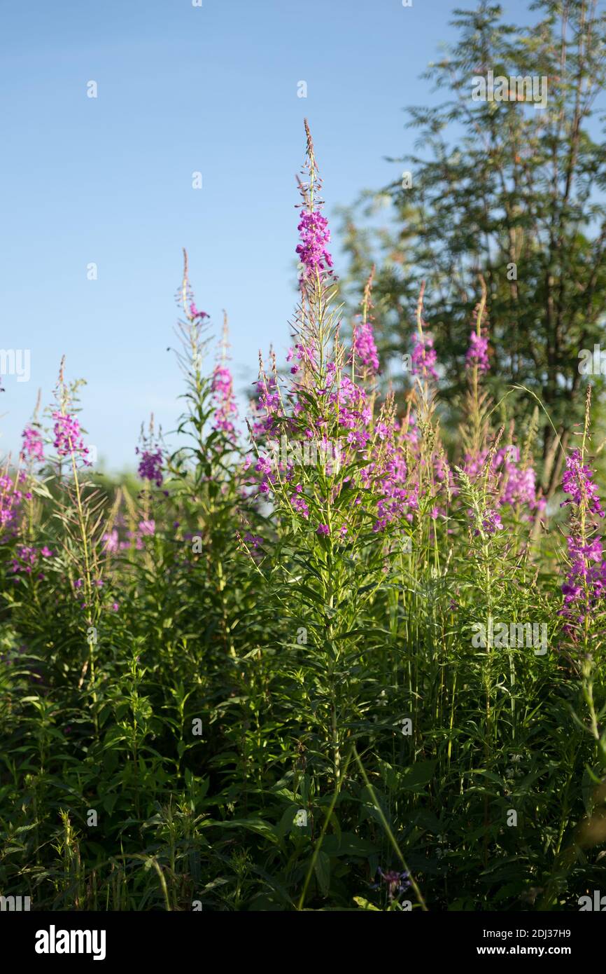 Les fleurs roses d'Ivan-tea ou de Cyprus à feuilles étroites ou Koporskaya le thé (Latino Chamaénergie angustifolium ou Epilobium angustifolium) fleurit abondamment i Banque D'Images