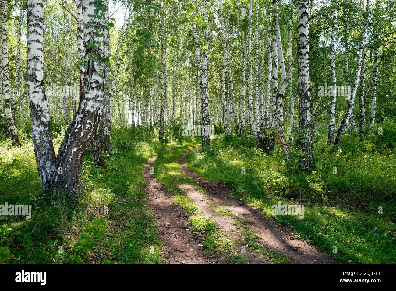 Une route de campagne traverse une forêt ensoleillée, parmi les oiseaux blancs en été. Banque D'Images