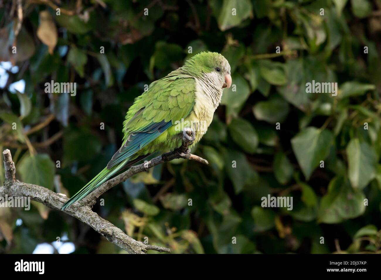 Monk Parakeet (Myiopsitta monachus) perché sur une branche, long Island, New York Banque D'Images