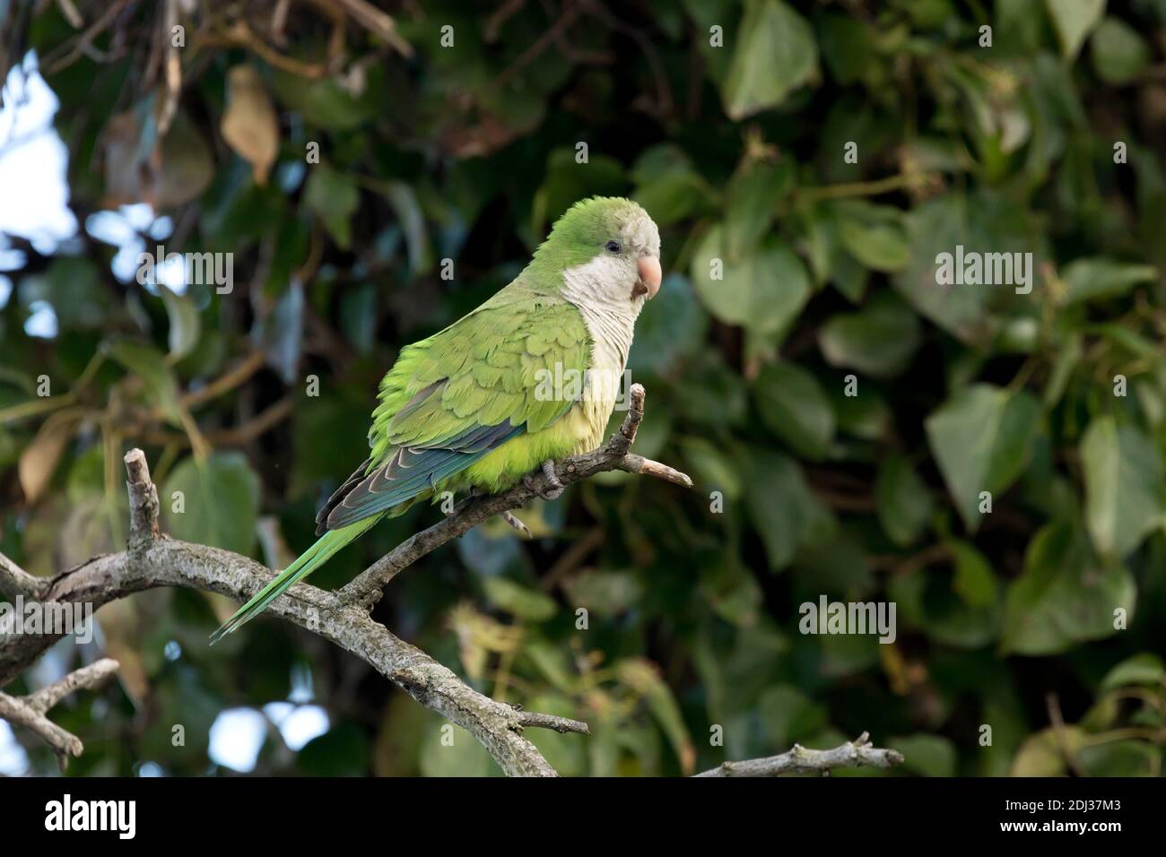 Monk Parakeet (Myiopsitta monachus) perché sur une branche, long Island, New York Banque D'Images
