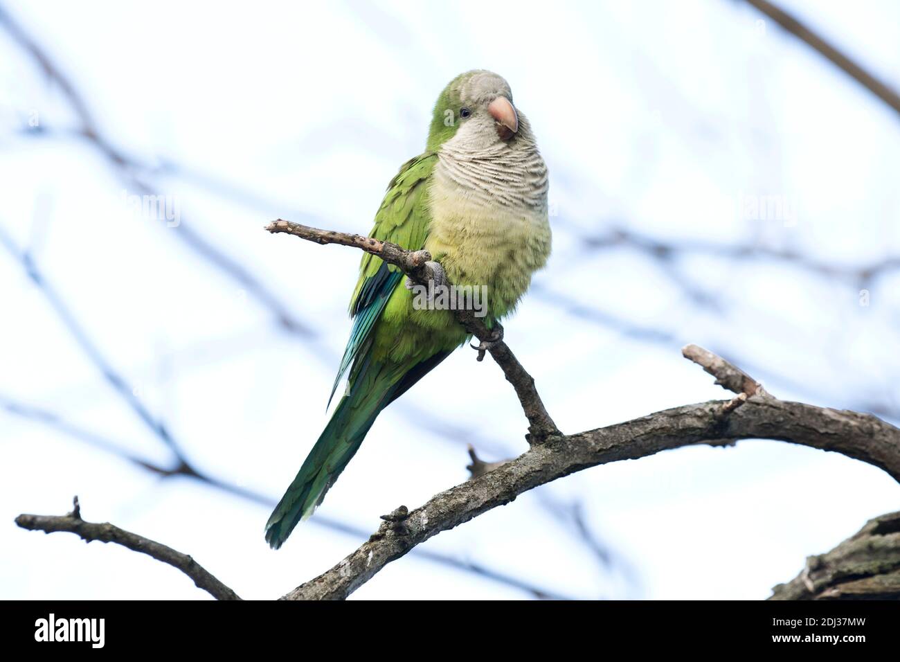 Monk Parakeet (Myiopsitta monachus) perché sur une branche, long Island, New York Banque D'Images