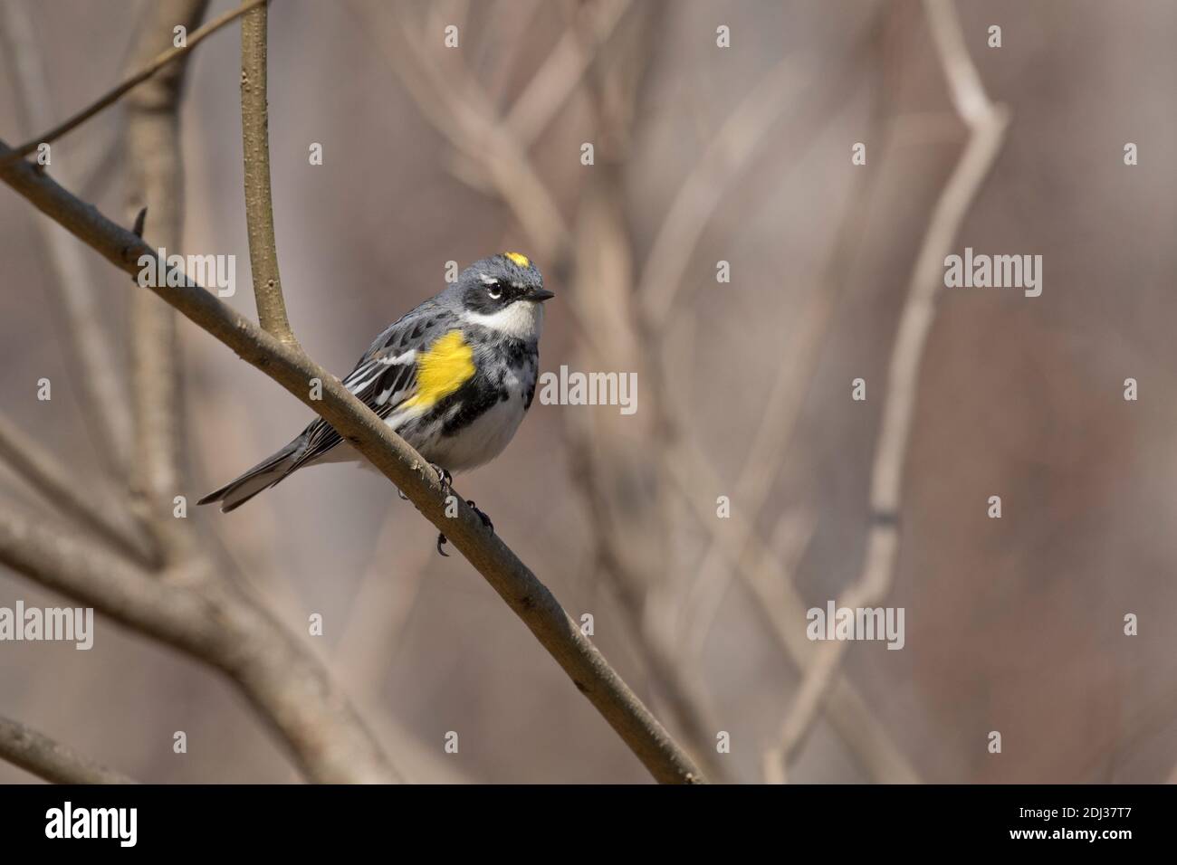 Paruline à rumissement jaune (Setophaga coronata) perchée sur une branche, long Island, New York Banque D'Images