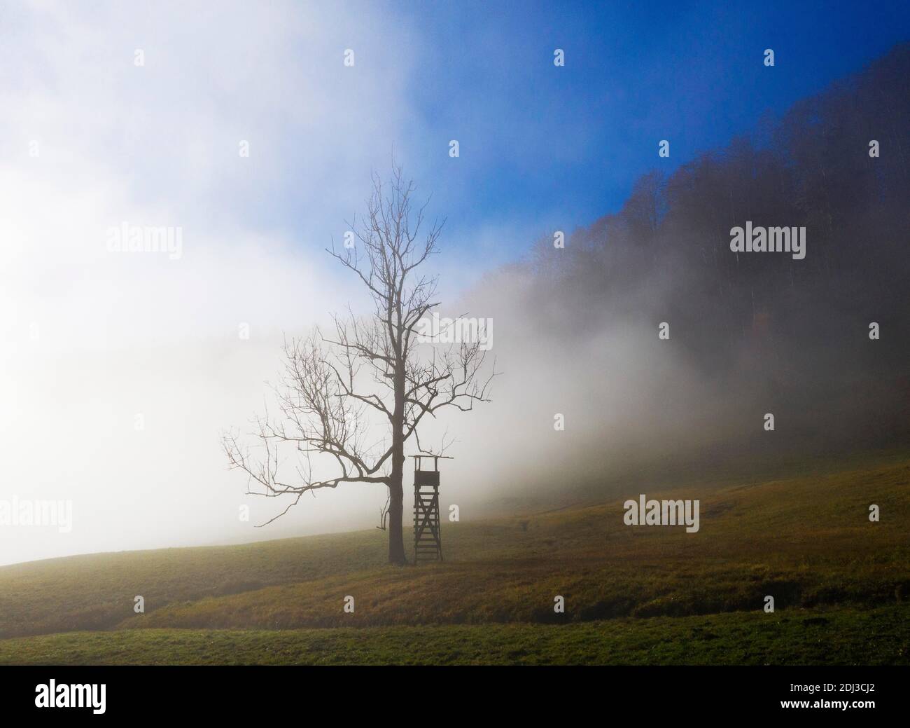 Siège haut de Hunter au bord de la forêt dans le brouillard du matin, Mondseeland, haute-Autriche Banque D'Images