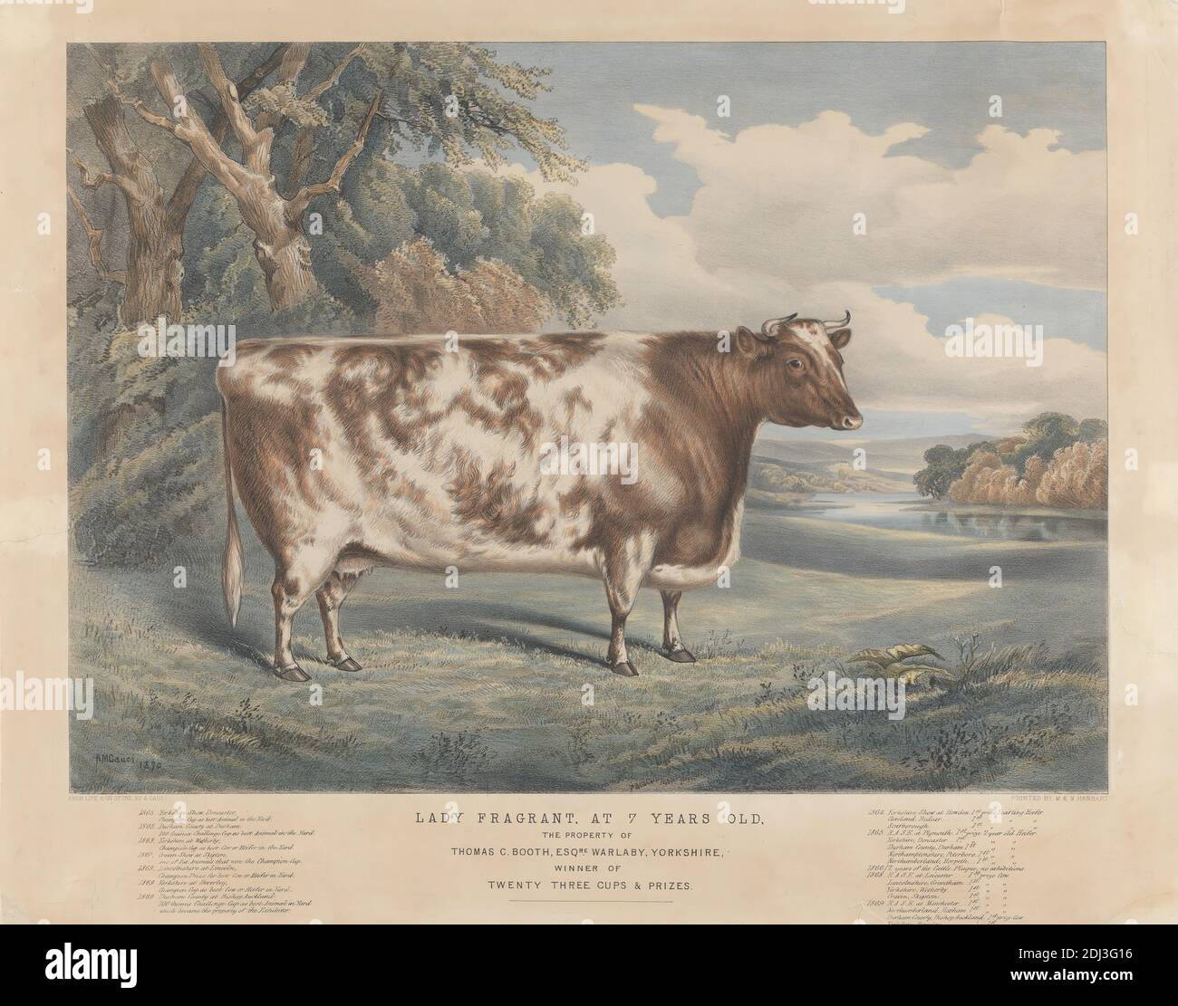 Lady odorant, à 7 ans, imprimé par A. M. Gauci, fl.1848–1869, après A. M. Gauci, fl.1848–1869, 1870, lithographe à la main sur papier épais, modérément texturé, crème, feuille: 17 3/4 x 22 1/2 pouces (45.1 x 57.2 cm) et image: 14 1/4 x 19 3/4 pouces (36.2 x 50.2 cm), agronomie, art animal, vache, élevage, élevage, obésité, science Banque D'Images