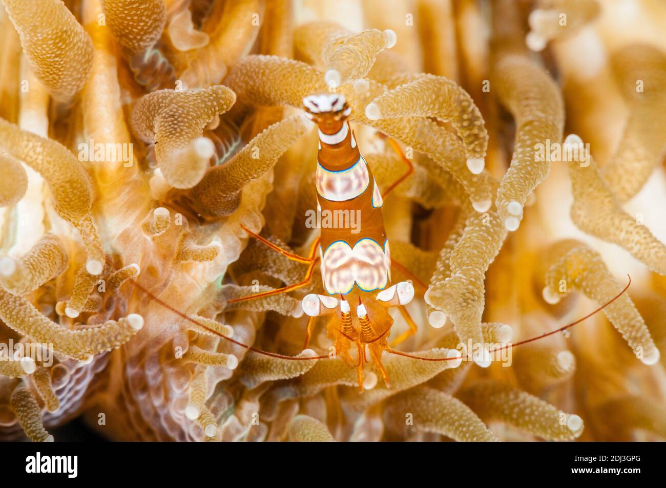 Crevettes anemone, Thor amboinensis, Tulamben, Bali, Indonésie Banque D'Images