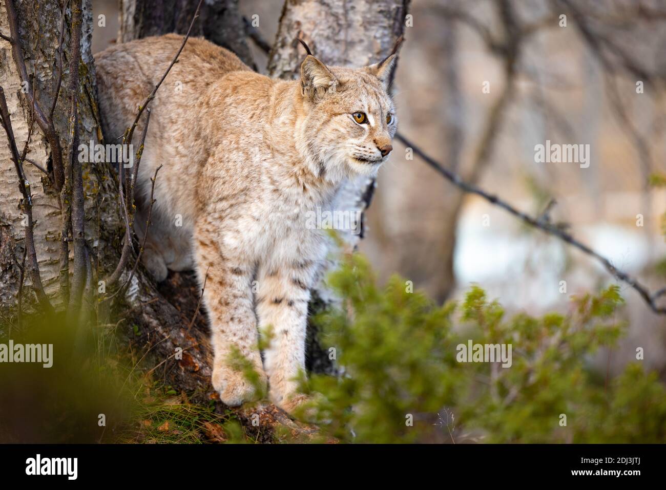 Lynx eurasien debout entre les arbres dans la forêt Banque D'Images