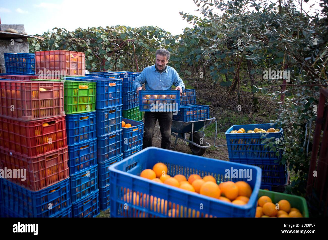 Mazandaran, Iran. 12 décembre 2020. Un homme travaille dans un jardin d'orange dans le village de Zangishah Mahalleh, dans la province de Mazandaran, dans le nord de l'Iran, le 12 décembre 2020. Credit: Ahmad Halabisaz/Xinhua/Alamy Live News Banque D'Images