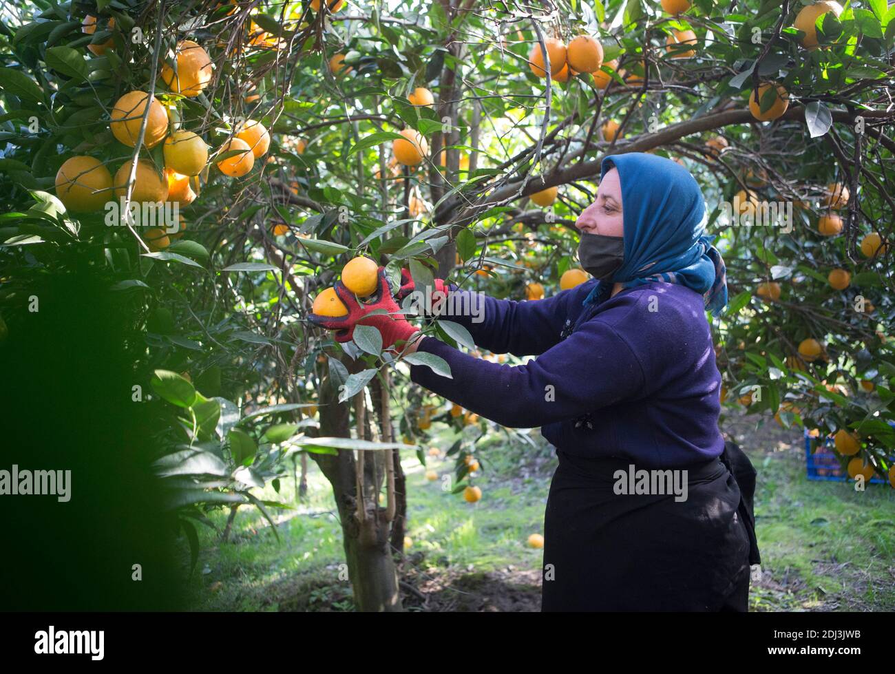 Mazandaran, Iran. 12 décembre 2020. Le 12 décembre 2020, une femme récolte des oranges dans le village de Zangishah Mahalleh, dans la province de Mazandaran, dans le nord de l'Iran. Credit: Ahmad Halabisaz/Xinhua/Alamy Live News Banque D'Images