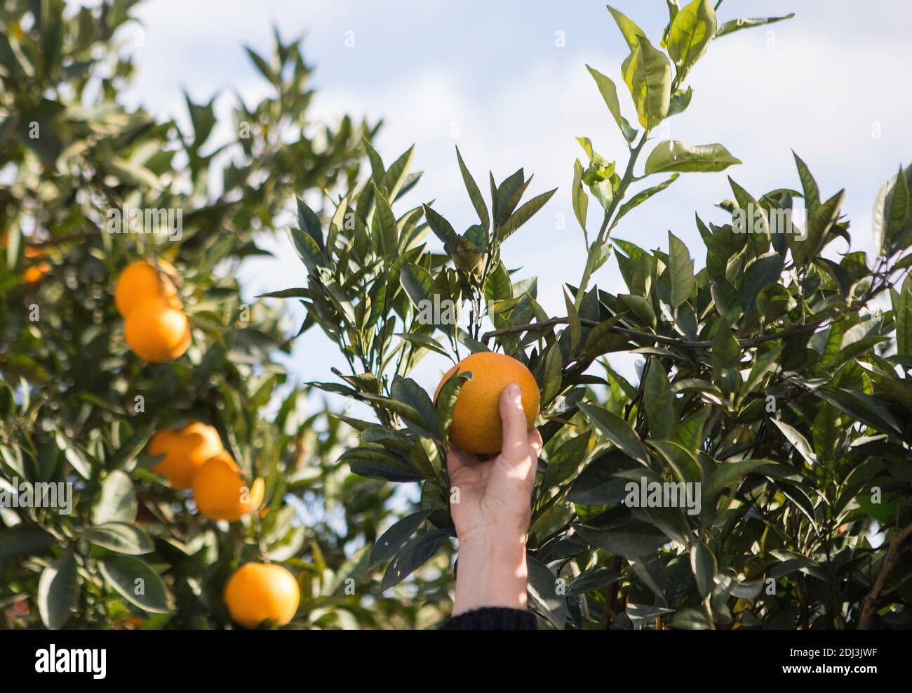Mazandaran, Iran. 12 décembre 2020. Une femme choisit une orange dans le village de Zangishah Mahalleh, dans la province de Mazandaran, dans le nord de l'Iran, le 12 décembre 2020. Credit: Ahmad Halabisaz/Xinhua/Alamy Live News Banque D'Images