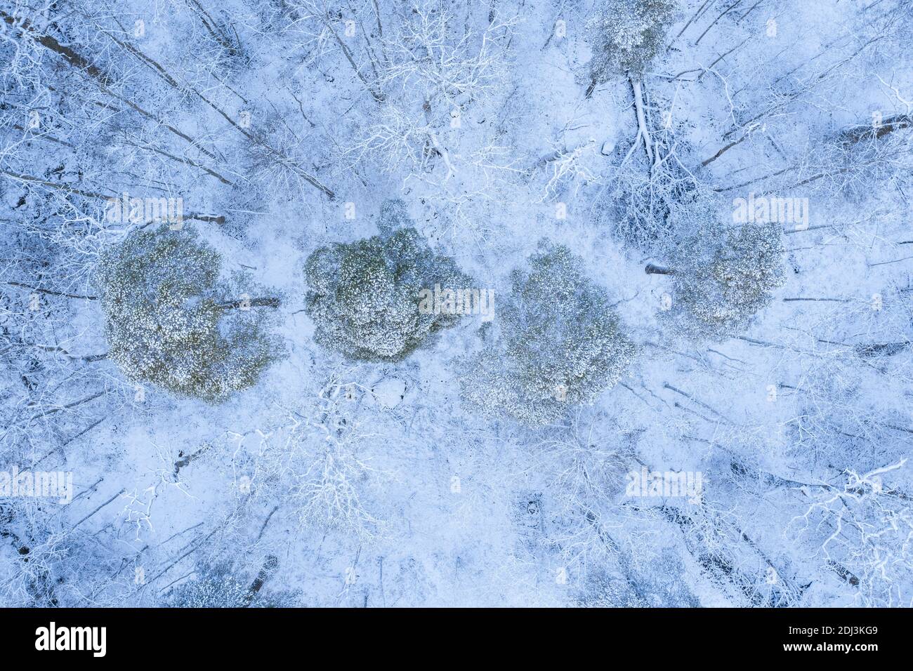 Vue aérienne d'une forêt couverte de neige en hiver Banque D'Images