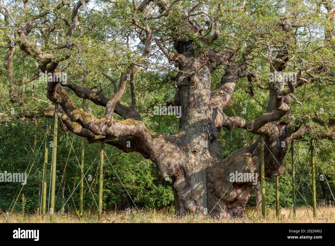 The Major Oak, Sherwood Forest, Notinghamshire, Royaume-Uni. Banque D'Images