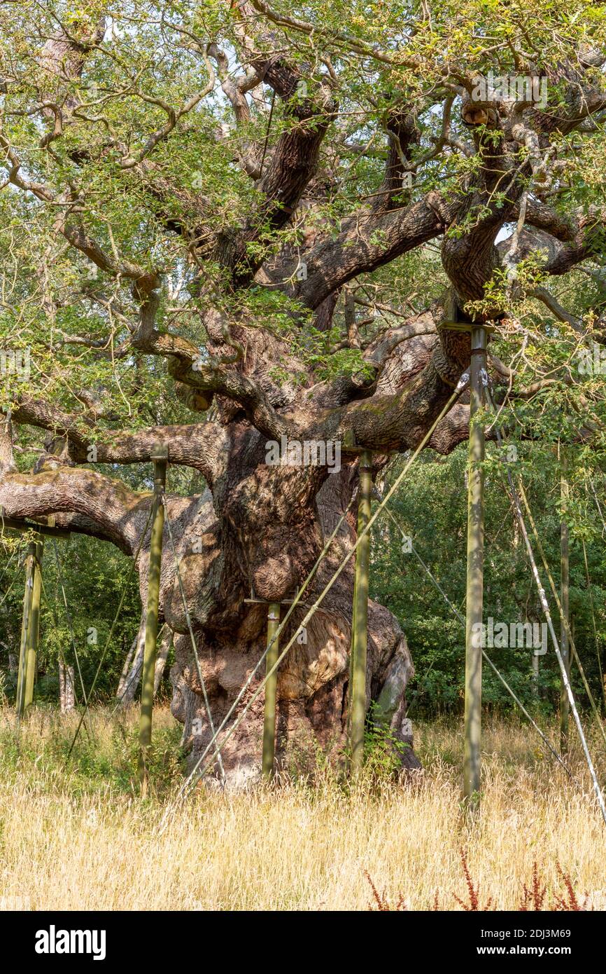 The Major Oak, Sherwood Forest, Notinghamshire, Royaume-Uni. Banque D'Images