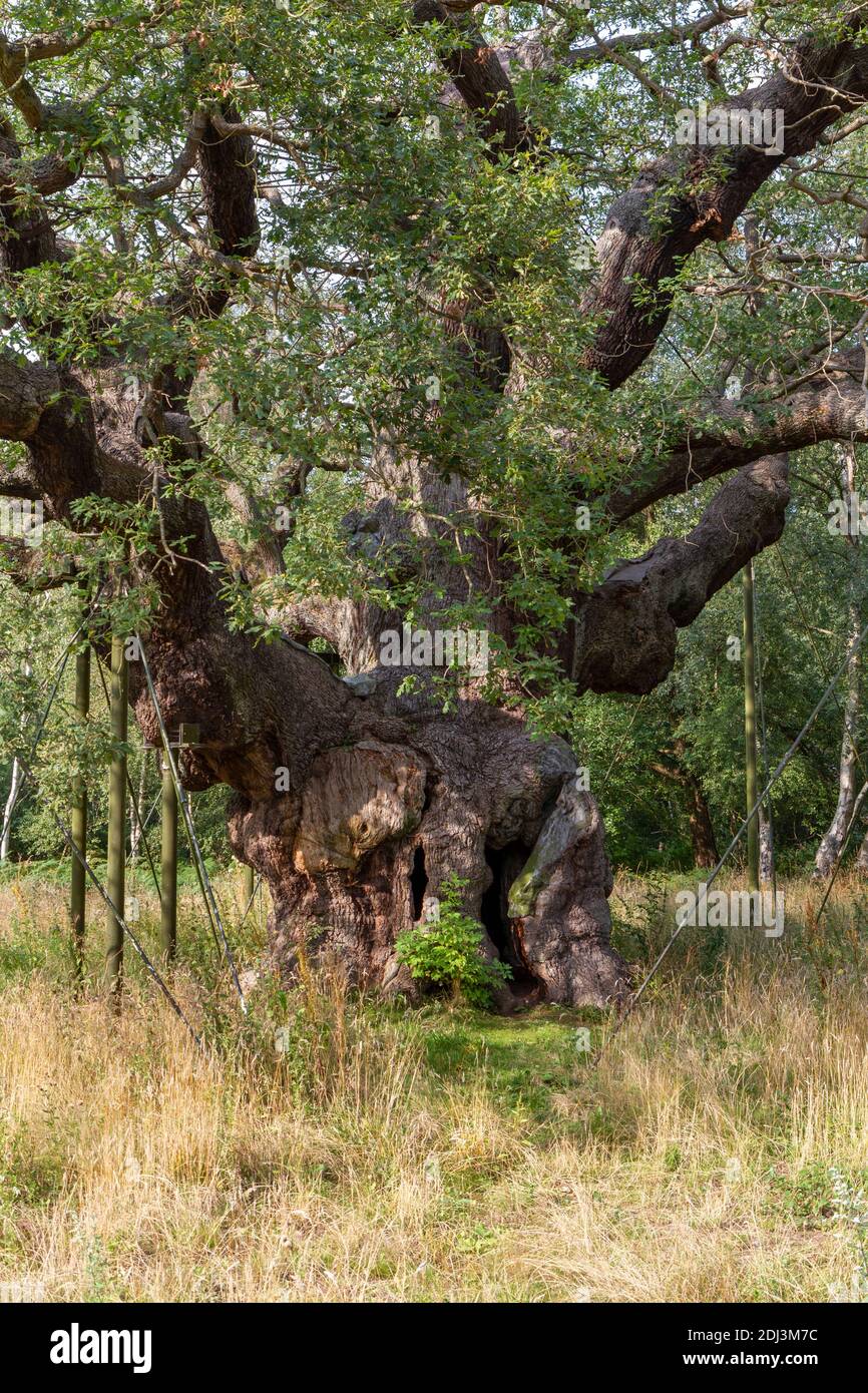 The Major Oak, Sherwood Forest, Notinghamshire, Royaume-Uni. Banque D'Images