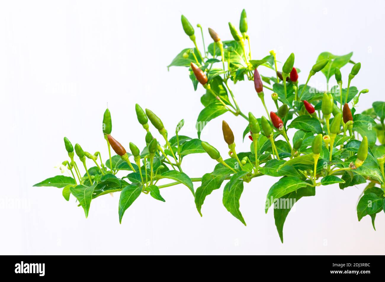 Foyer partiel de couleur rouge et verte Chili Padi (Chili pour les yeux d'oiseau, Chili d'oiseau, poivre thaï) dans son arbre isolé sur fond blanc. Banque D'Images