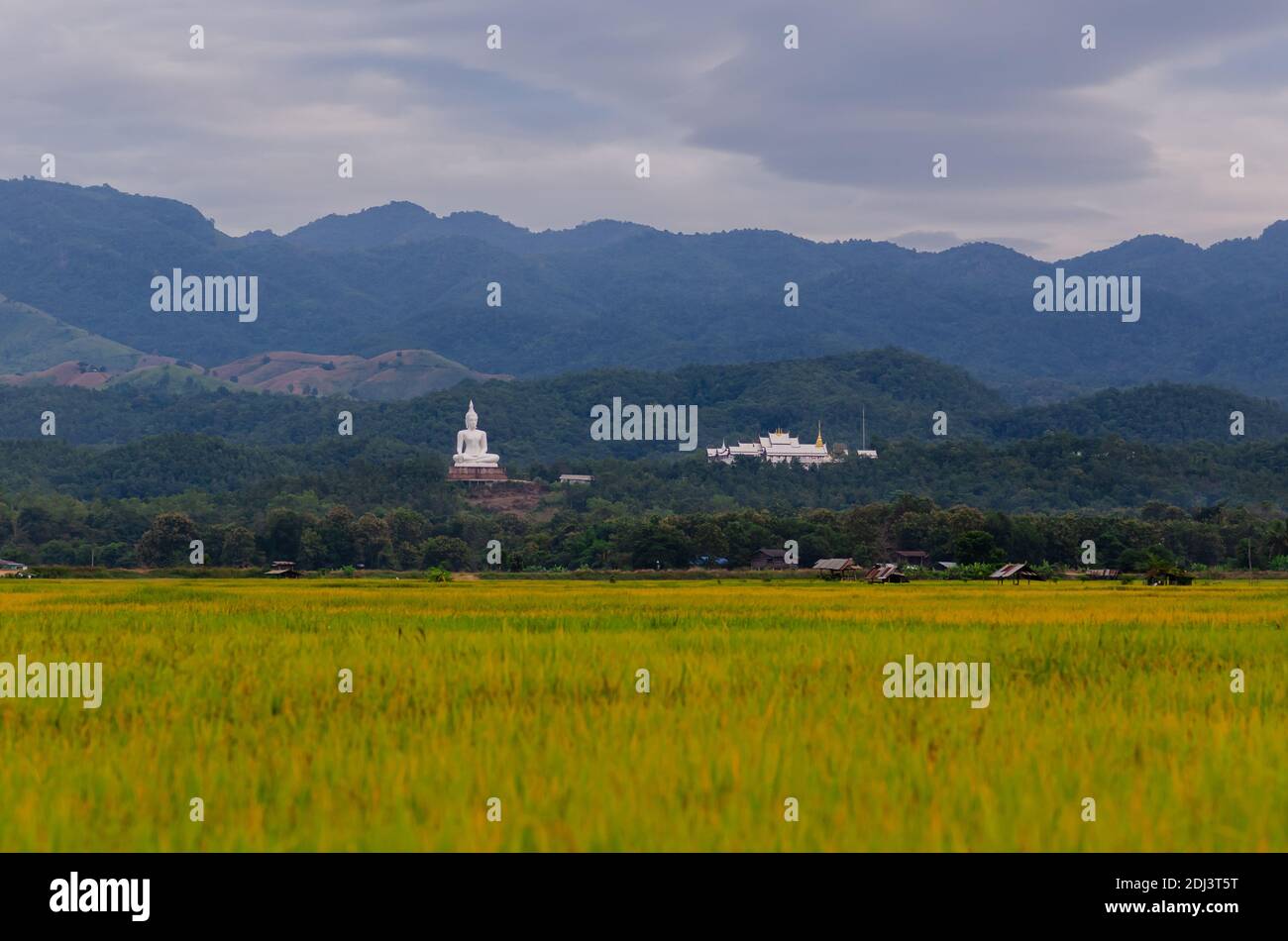 La senne de montagne avec temple situé sur elle qui ont le champ de paddy doré à l'avant. Banque D'Images