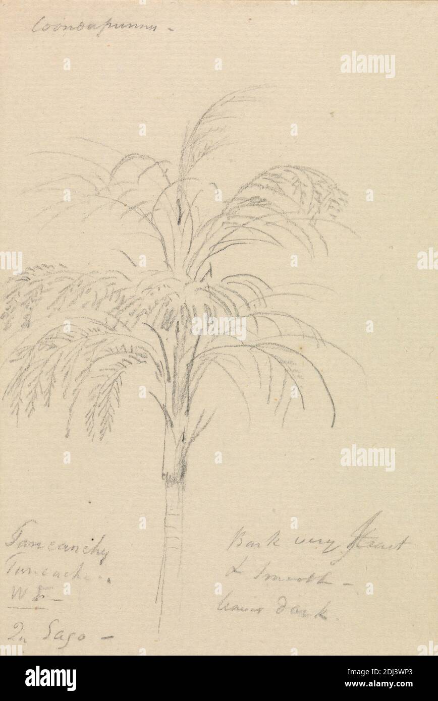 Tree Sketch, Thomas Daniell, 1749–1840, britannique, actif en Inde, William Daniell, 1769–1837, britannique, non daté, Graphite sur papier crème à texture moyenne, légèrement texturée; monté sur, modérément épais, légèrement texturé, crème, papier vélin, feuille: 5 1/2 × 3 11/16 pouces (14 × 9.4 cm), bordure dessinée contemporaine: 6 1/8 × 4 3/8 pouces (15.6 × 11.1 cm), et montage : 7 3/16 × 5 7/8 pouces (18.3 × 14.9 cm), sujet botanique, palmier, croquis, étude (travail visuel), arbre Banque D'Images