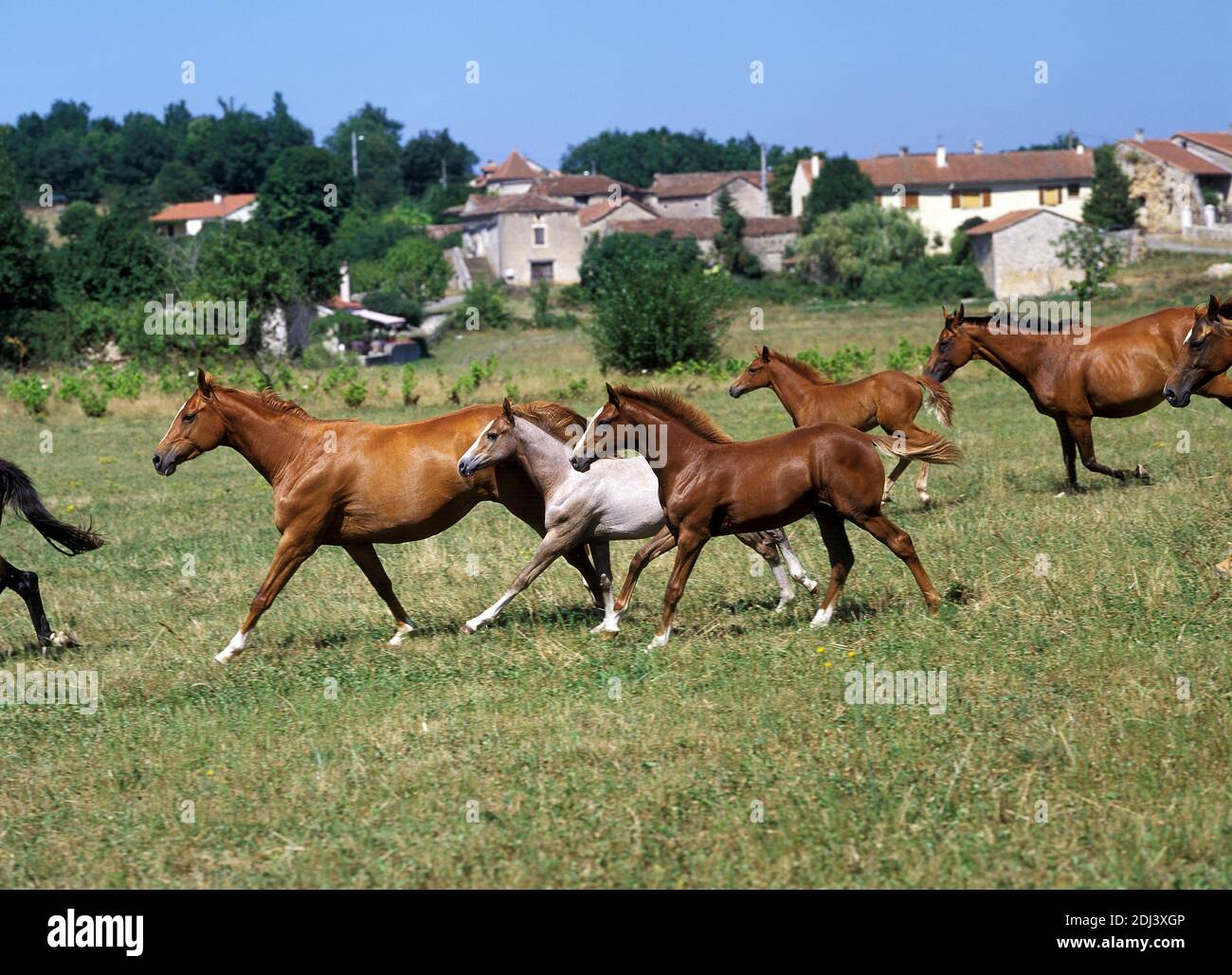 Troupeau de chevaux anglo-arabes, à travers galopante Meadow Banque D'Images