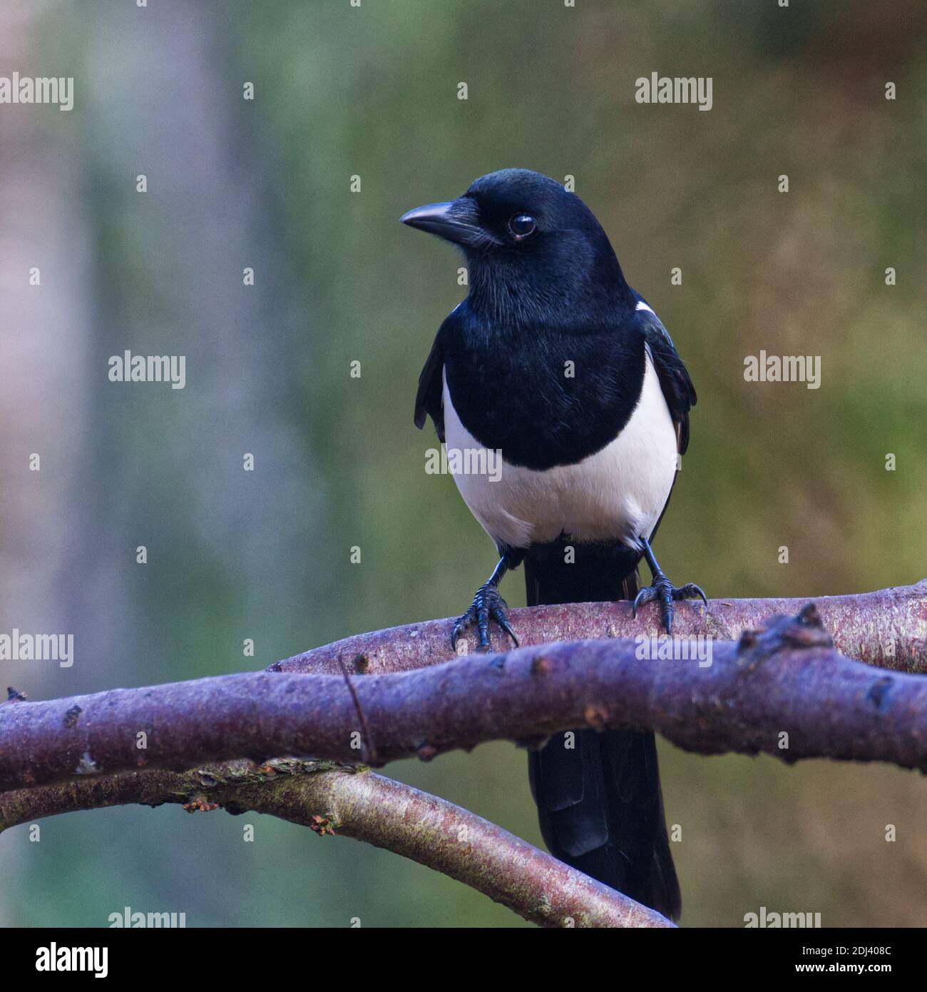 Magpie eurasienne Banque D'Images