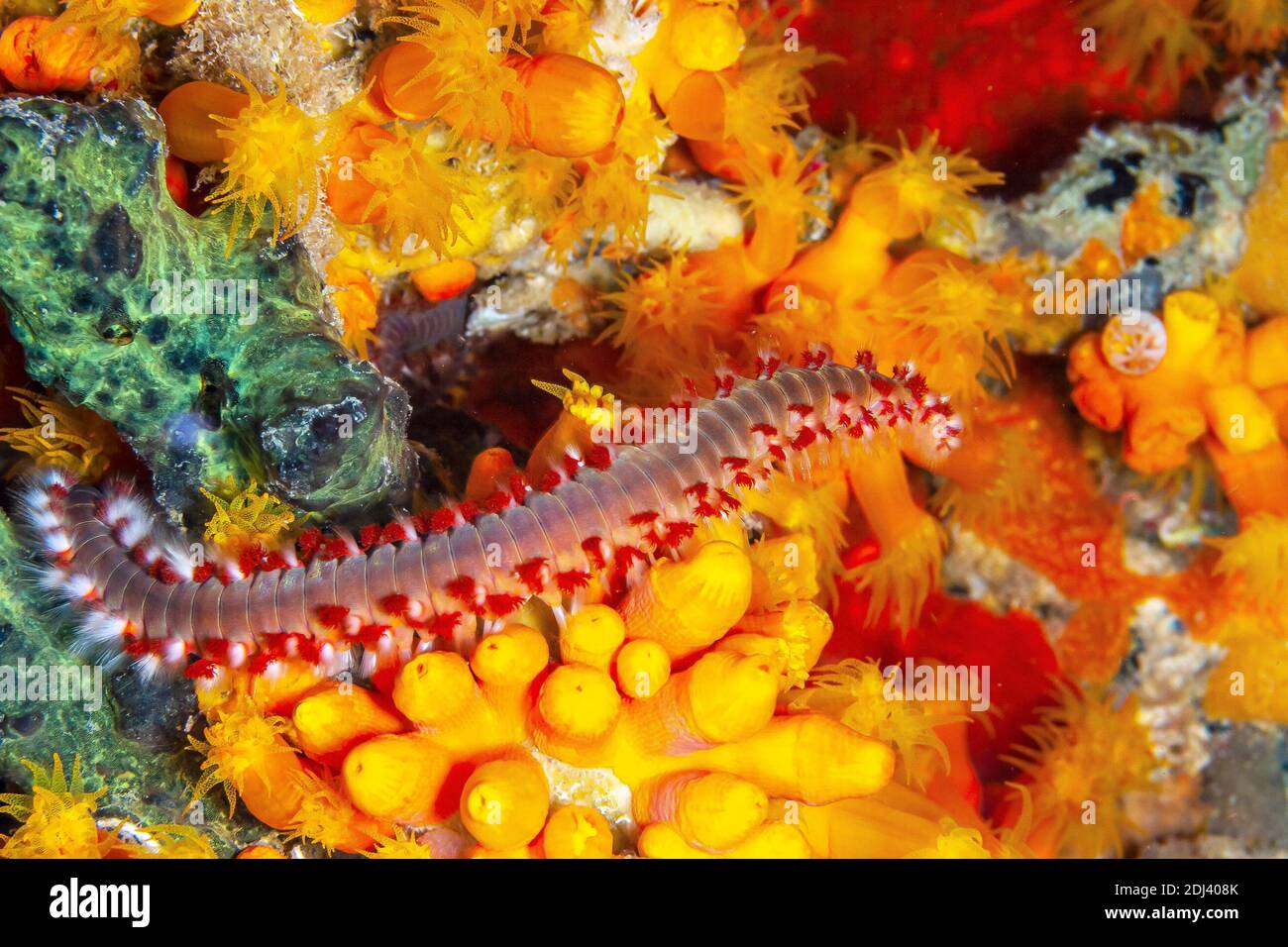 Hermodice carunculata est un type de soirlias marines appartenant à la famille des Amphinomidés, Banque D'Images