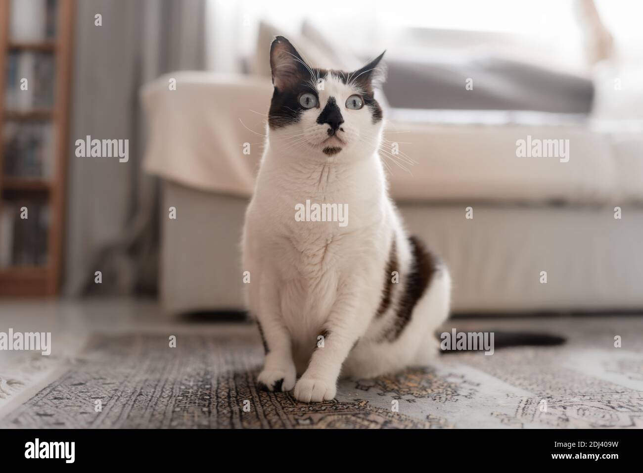 Yeux De Chat Bleu Vert Banque D Image Et Photos Alamy