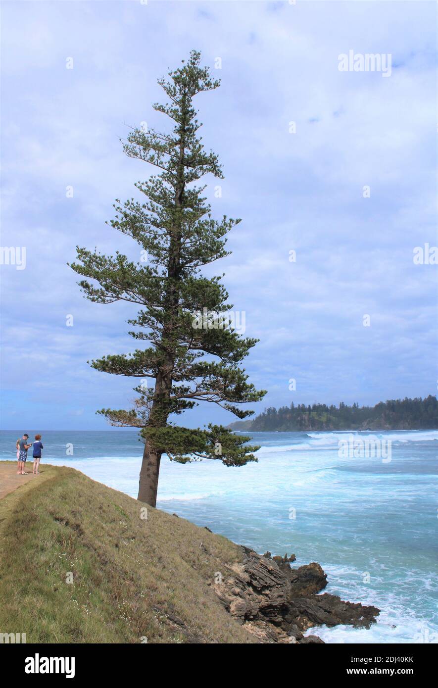 Île Norfolk. Lone Pine, un ancien pin endémique de l'île Norfolk (Araucaria heterophylla) à point Hunter. Famille australienne explorant le plein air. Banque D'Images