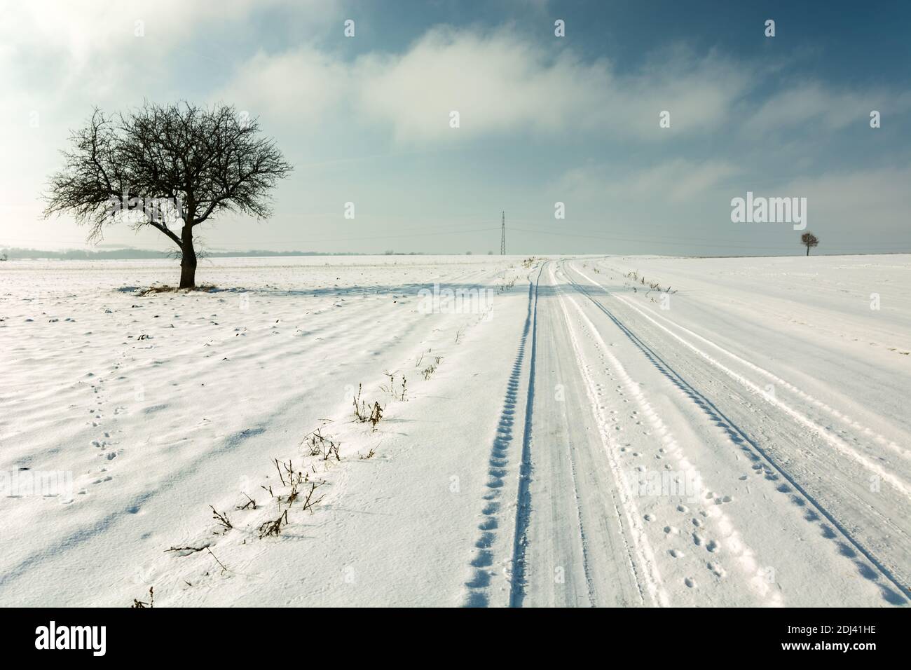 Route enneigée et un arbre solitaire à l'horizon, vue d'hiver Banque D'Images