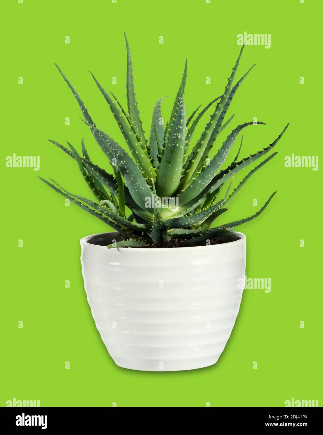 Plante succulente d'Aloe Vera sur pot blanc isolée sur fond vert. Banque D'Images