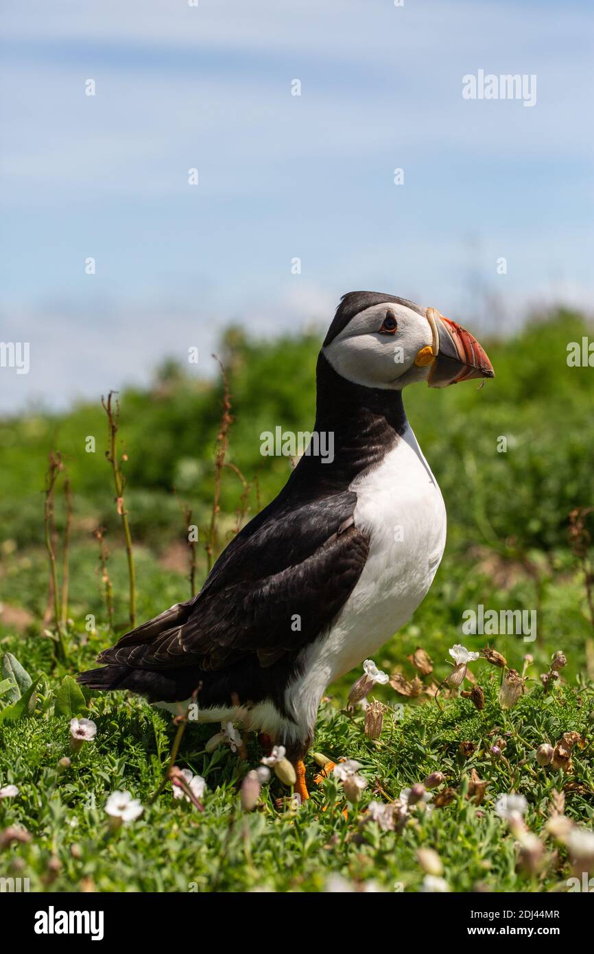 Puffin sur l'île Skomer en été Banque D'Images