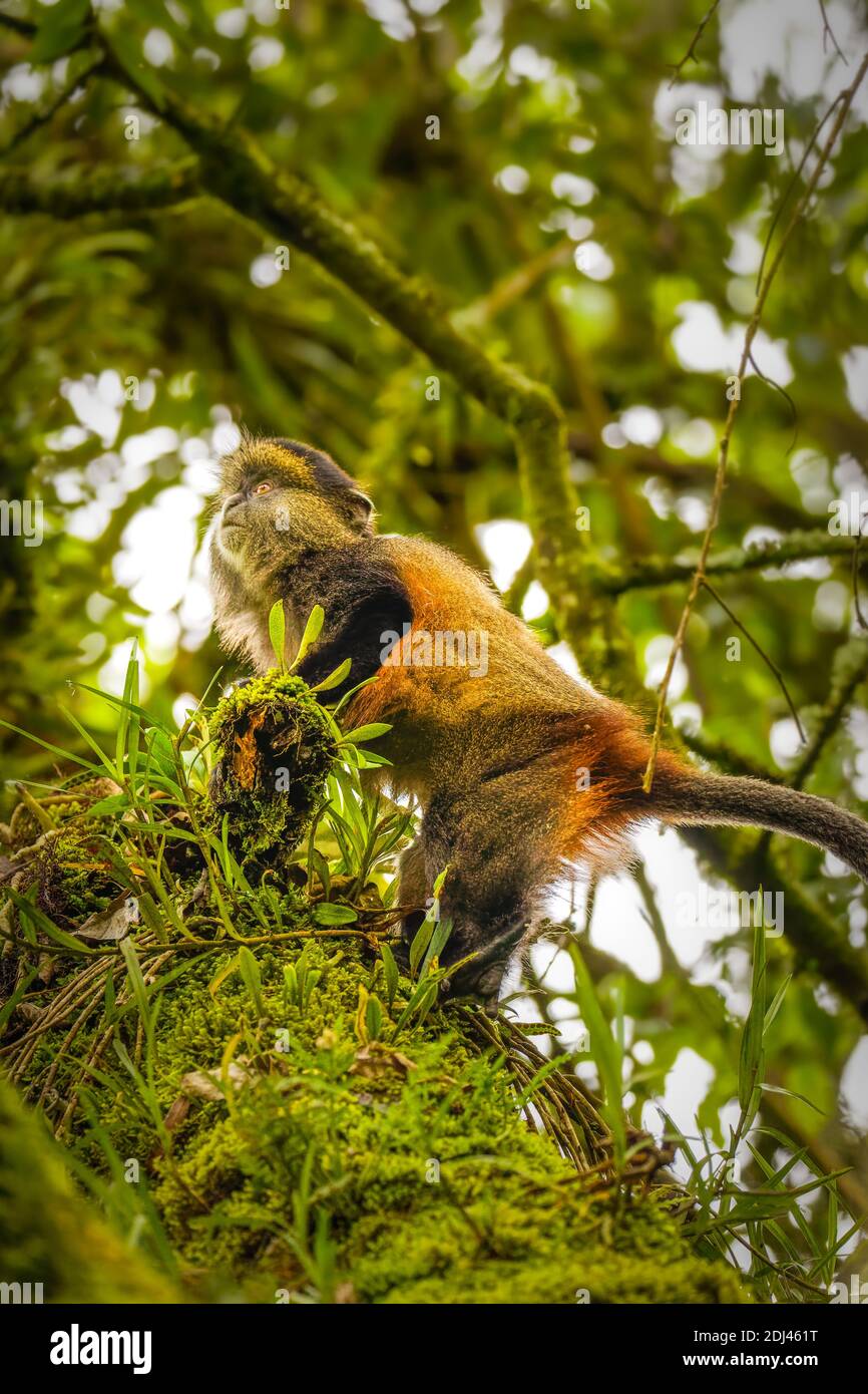 Singe doré sauvage et très rare ( Cercopithecus kandti) dans la forêt tropicale. Animal unique et en voie de disparition en gros plan dans l'habitat naturel. Banque D'Images