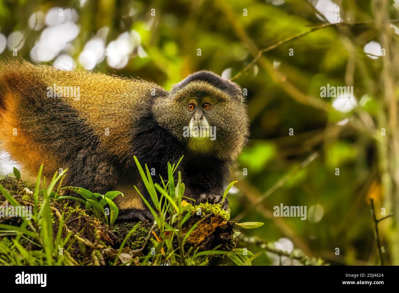 Singe doré sauvage et très rare ( Cercopithecus kandti) dans la forêt tropicale. Animal unique et en voie de disparition en gros plan dans l'habitat naturel. Banque D'Images