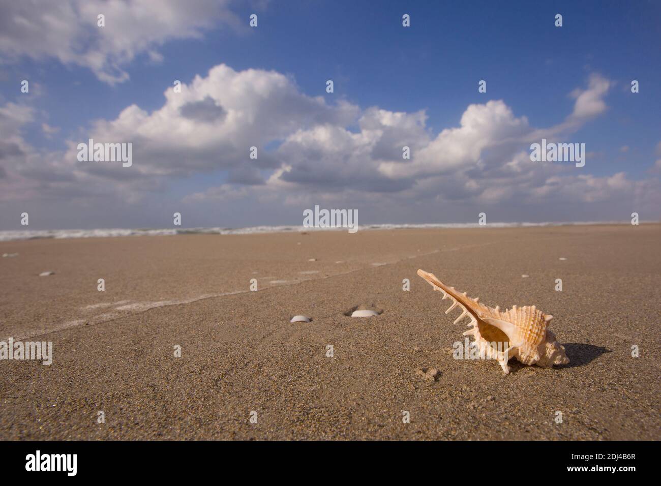 Rocher epineux (Bolinus brandaris) (oiseaux) sur une plage en Israël, un escargot de mer. Murex a été à un moment très apprécié comme source de pourpre. Banque D'Images