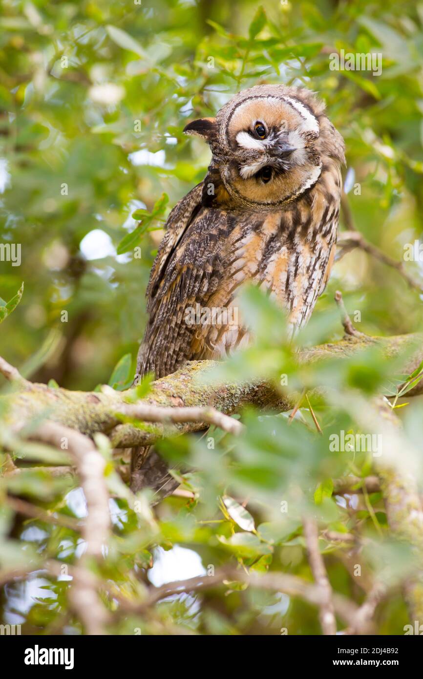 Long-eared Owl (Asio otus) dans un arbre. L'espèce habite les forêts à proximité de pays tout au long de l'hémisphère nord. Il est strictement nocturne et fe Banque D'Images