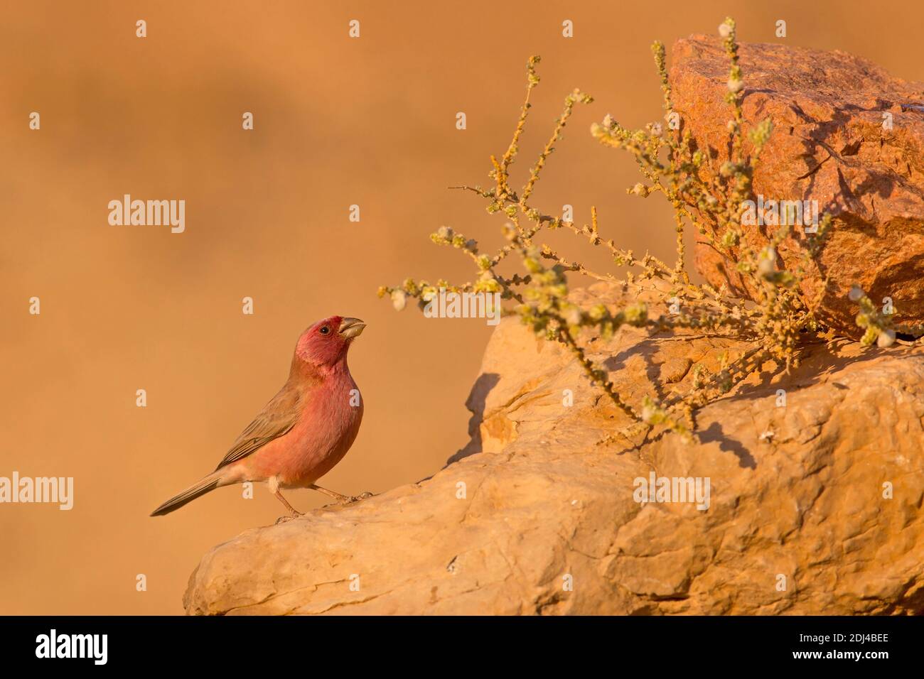 Sinai Rosefinch (Carpodacus synoicus) d'hommes sur le terrain, désert du Néguev, en Israël en novembre Banque D'Images
