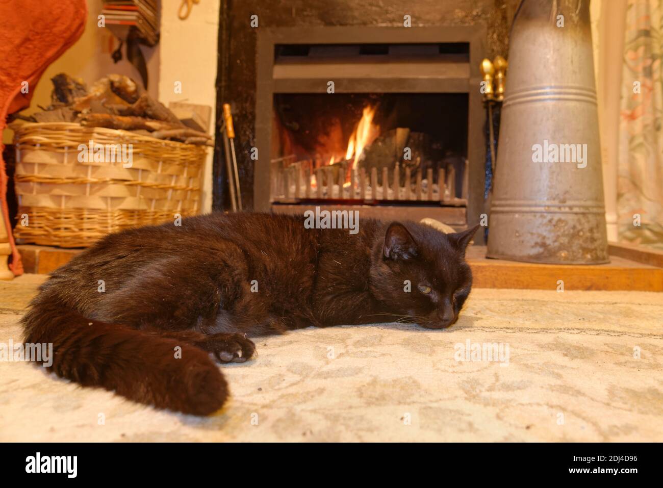 Chat domestique noir (Felis catus), qui garde au chaud devant un feu de bois lors d'un froid hiver, Wiltshire, Royaume-Uni, mars. Banque D'Images