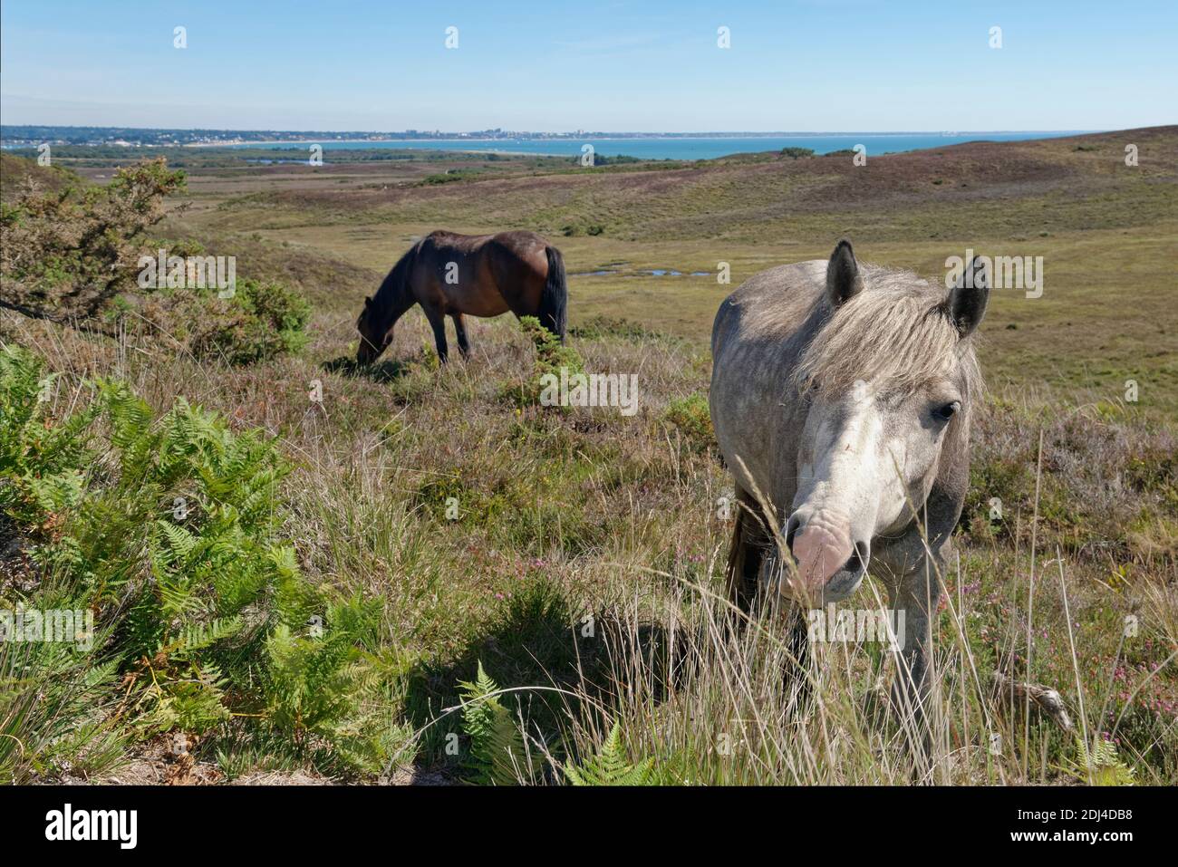 Ponies (Equus caballus) paître Godglingston Heath avec la Manche en arrière-plan, Dorset, Royaume-Uni, juillet. Banque D'Images