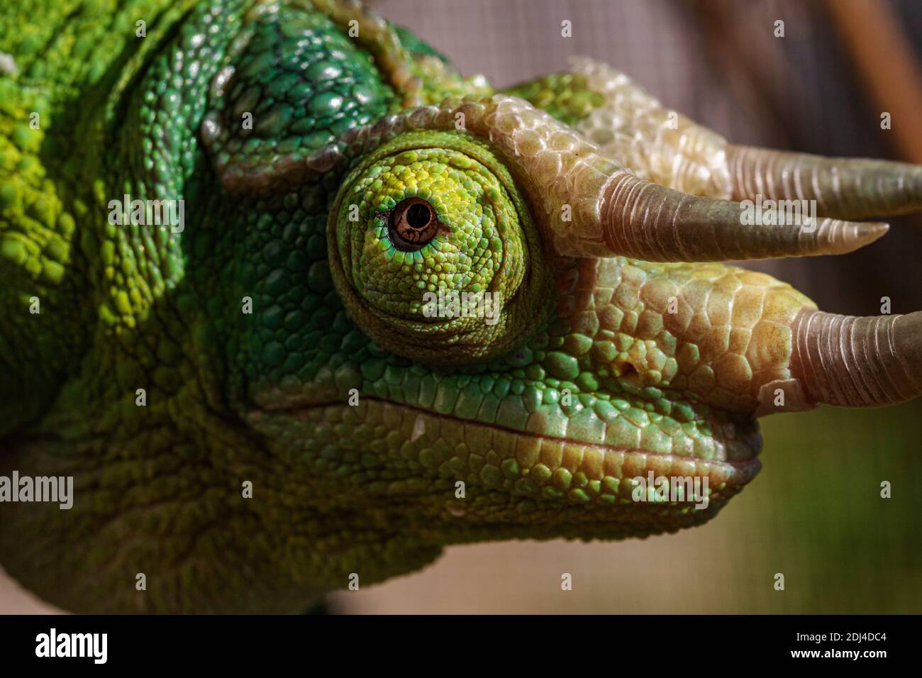 Gros plan Portrait détail d’un Chameleon de Jackson mâle (Trioceros jacksonii) montrant ses cornes et sa texture de peau #2. Banque D'Images