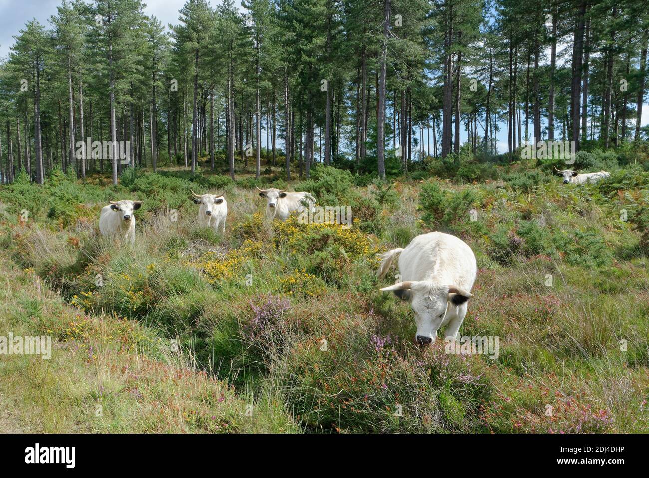 White Park (Bos taurus), une ancienne race britannique, paître la lande pour réduire la croissance des broussailles, Rempstone Heath, Dorset, Royaume-Uni, août. Banque D'Images