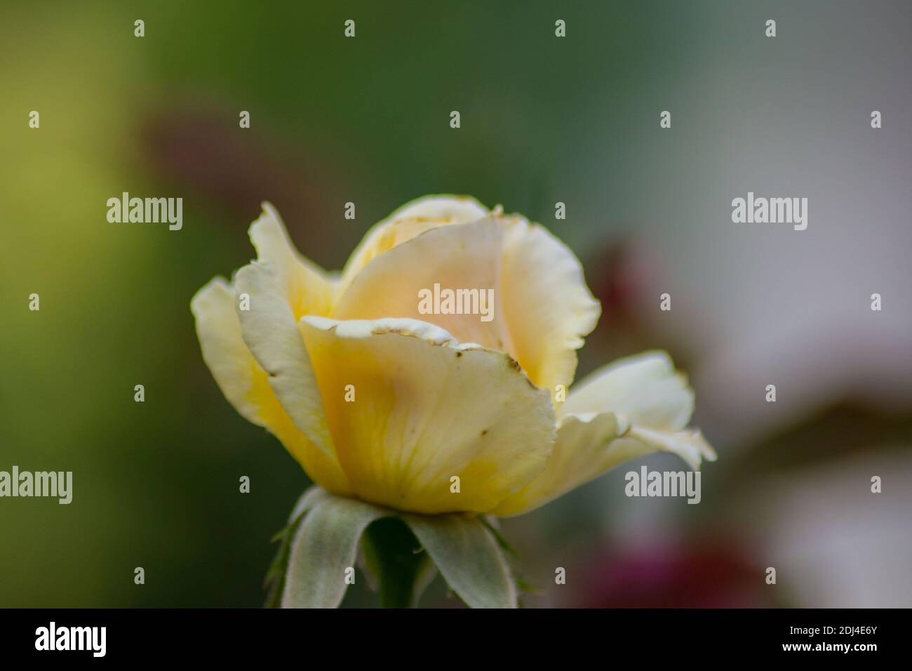 Belle rose jaune lumineuse dans le jardin, feuilles vertes, nature à l'extérieur, gros plan des pétales Banque D'Images
