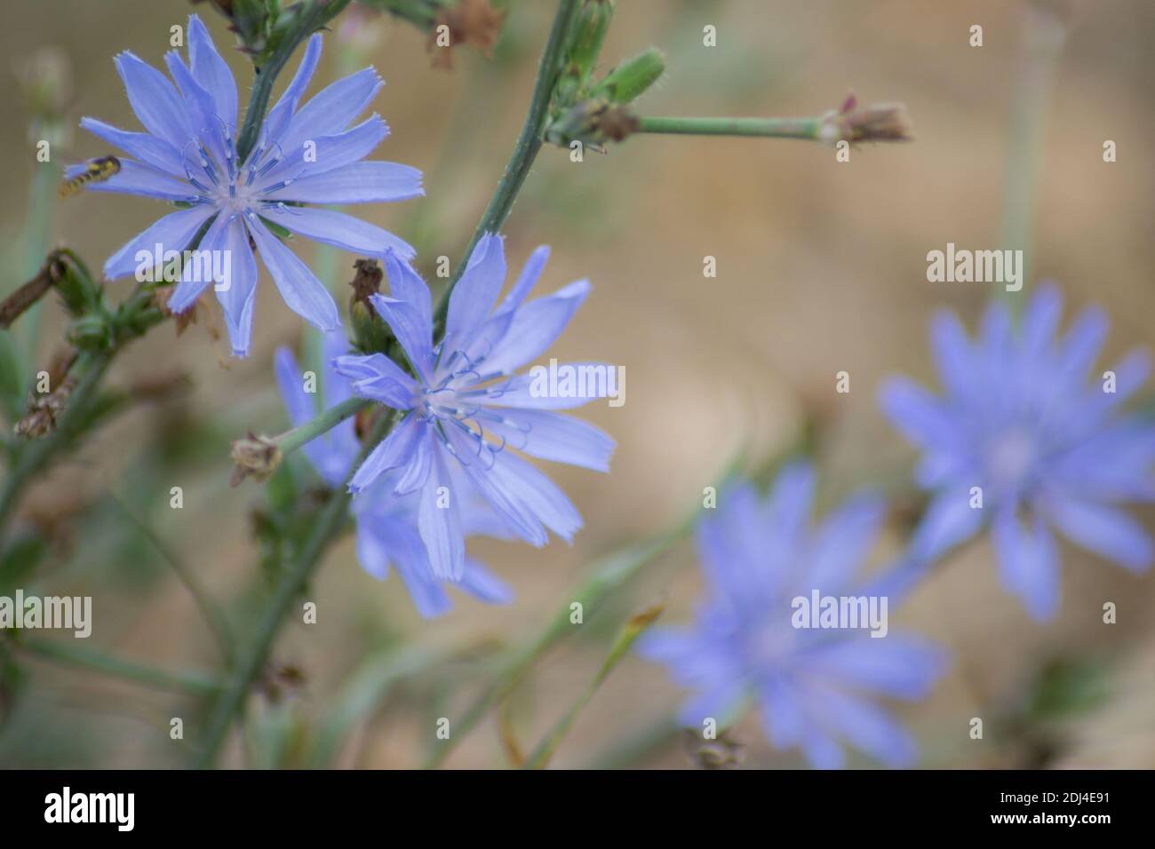 Gros plan de la fleur de Cichorium, belles fleurs sauvages bleues dans un pré, nature Banque D'Images