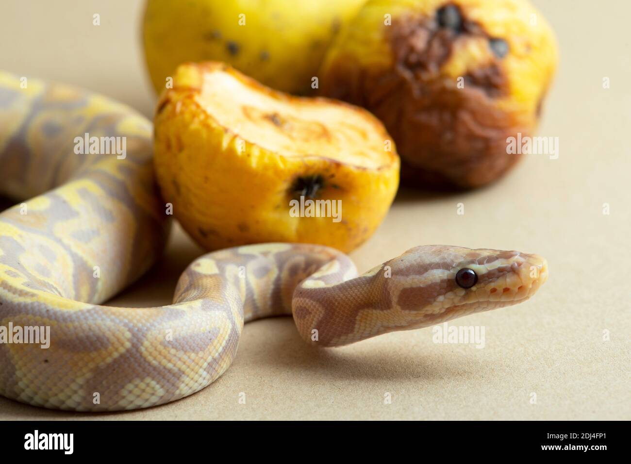 reptile, serpent, python, studio, isolé, animal, blanc, balle, faune, sauvage, fond, espèce, royal, jaune, vertébrés, fond blanc, Banque D'Images