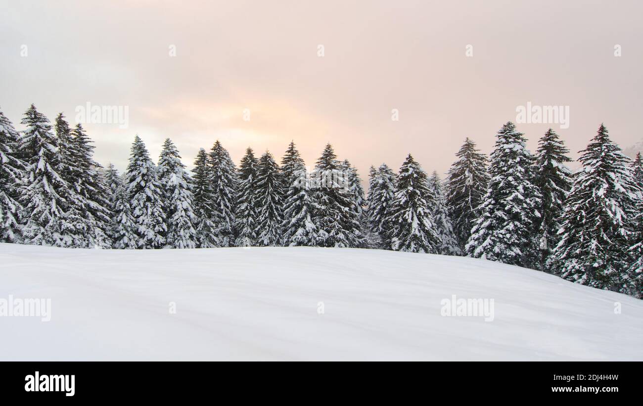 Paysage d'hiver avec beaucoup de neige et de pins enneigés Banque D'Images