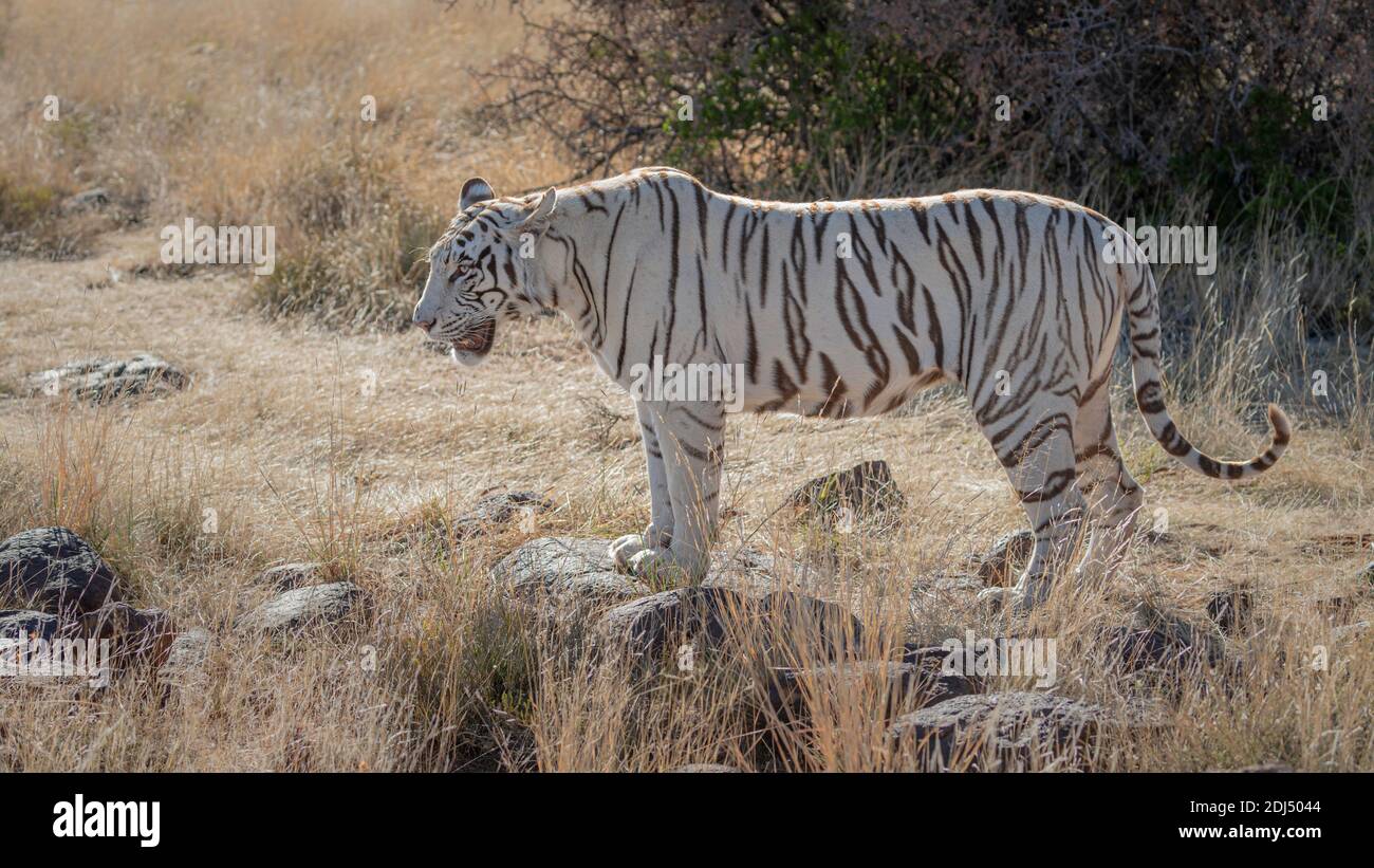 tigre du bengale blanc sauvage sur terrain herbacé, rétroéclairé, bouche ouverte Banque D'Images