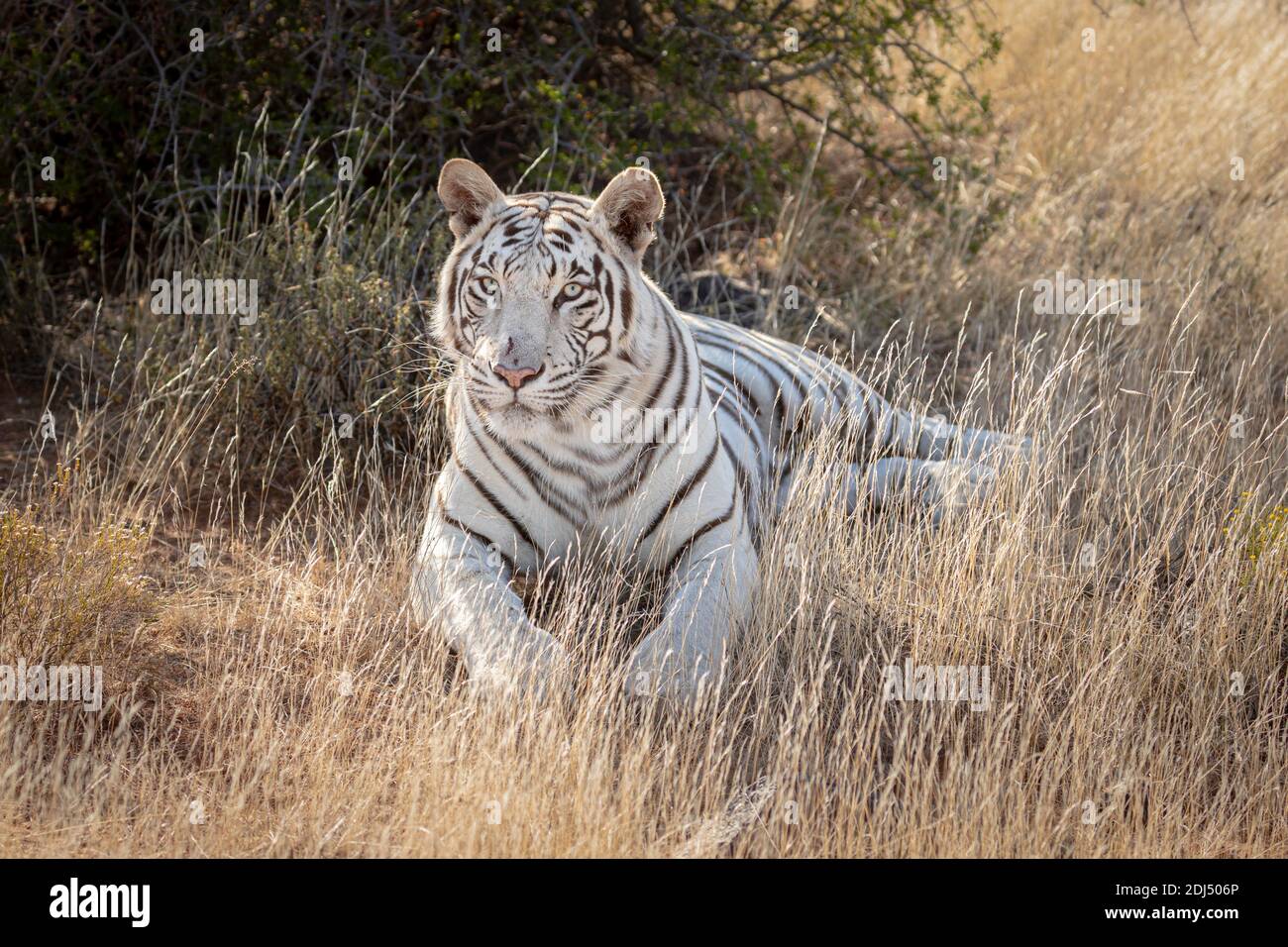 tigre du bengale blanc sauvage couché dans l'herbe, orientation paysage Banque D'Images